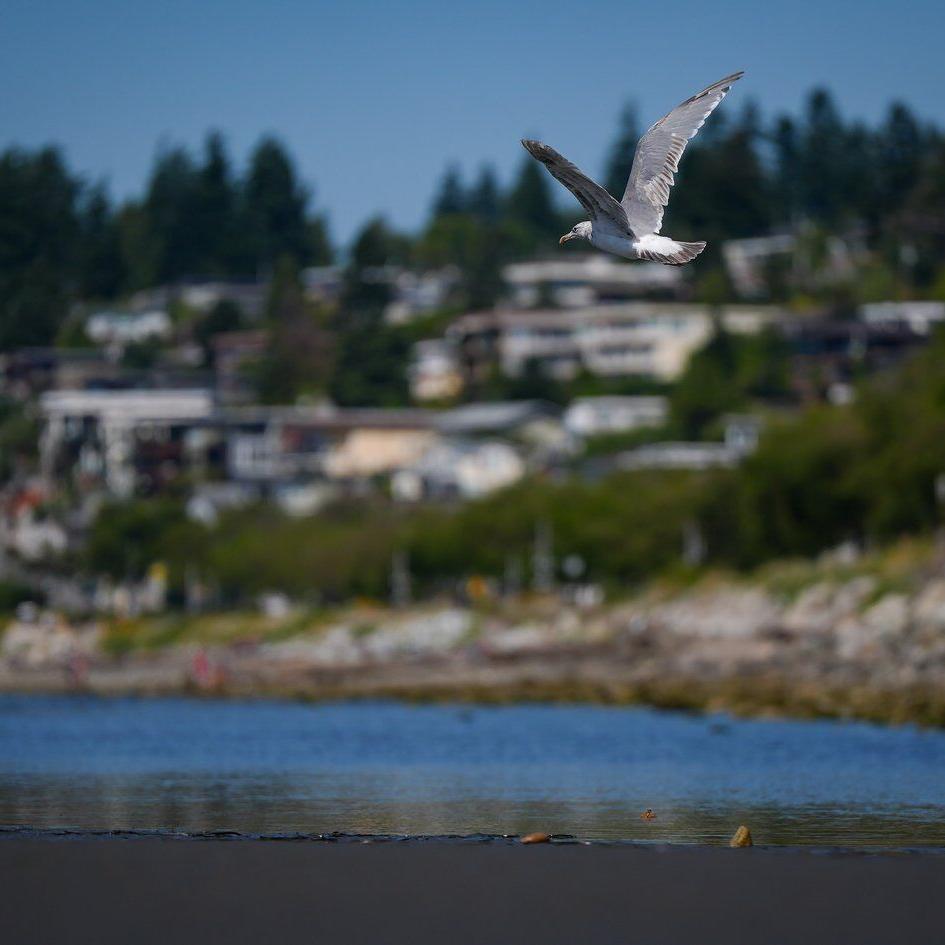 Photo Gallery: Gull released in B.C. after rehabilitation